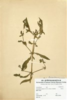 藏品(滿天星(蓮子草))的圖片